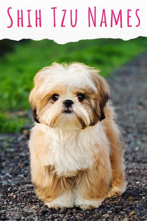 cute dog names for shih tzu